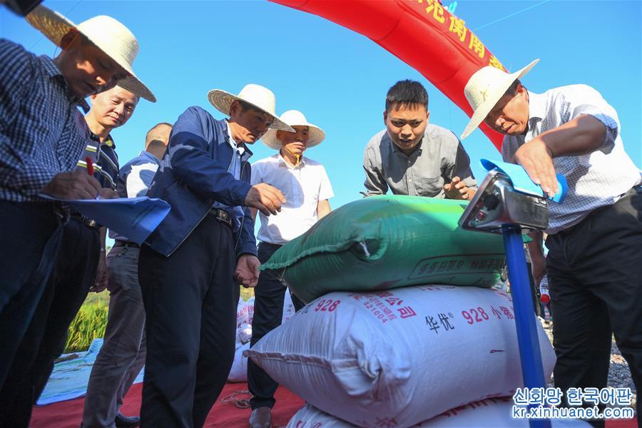 （图文互动）（2）1046.3公斤！袁隆平第三代杂交水稻首次公开测产