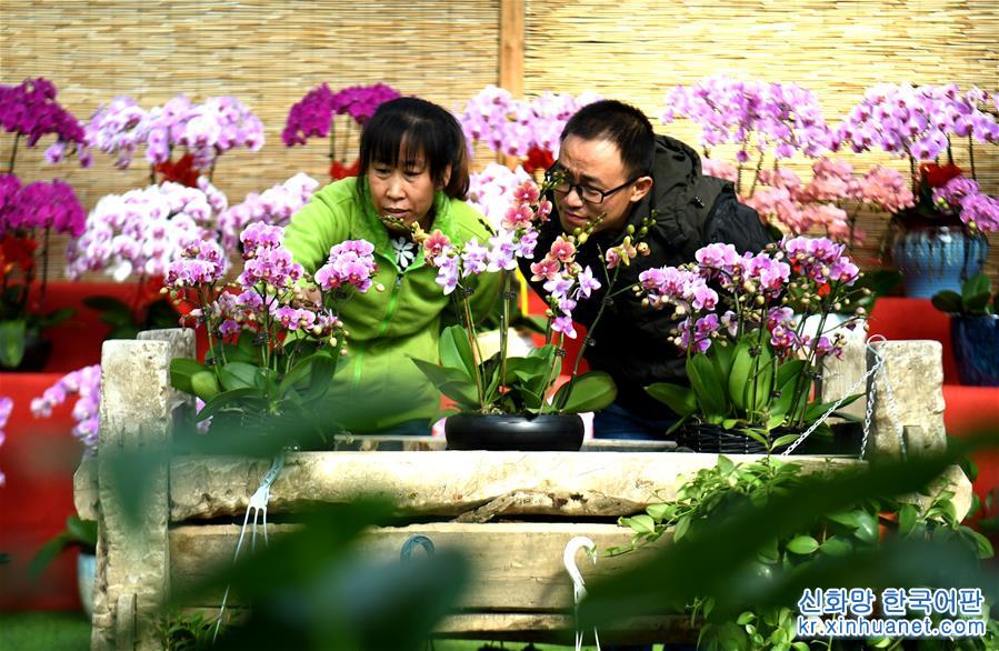 （社会）（3）河北固安：“鲜花经济”富乡村