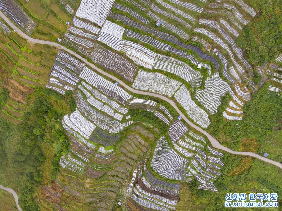 （美丽中国）（5）西藏墨脱：“莲花秘境”风景怡人