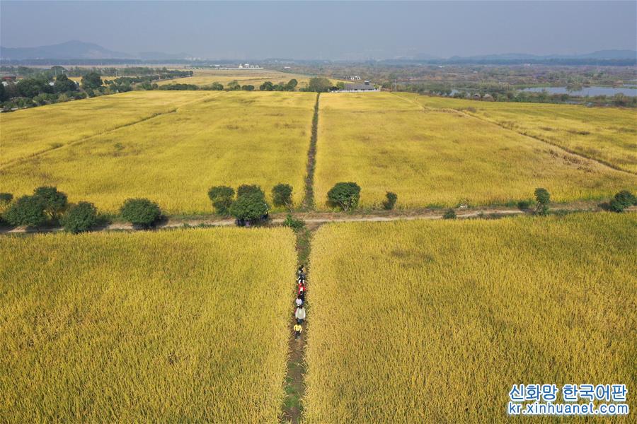 （经济）（1）浙江湖州：千亩稻田迎丰收