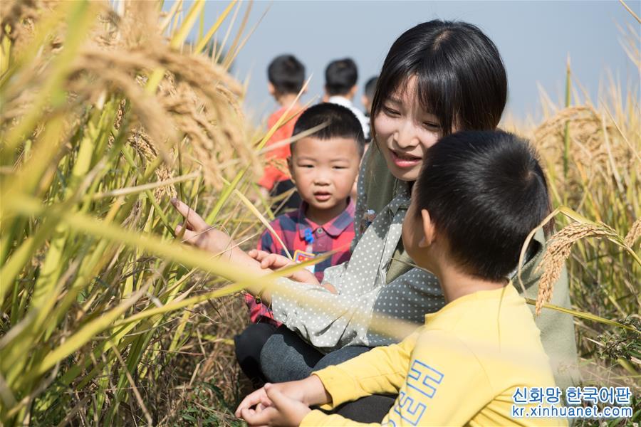 （经济）（4）浙江湖州：千亩稻田迎丰收