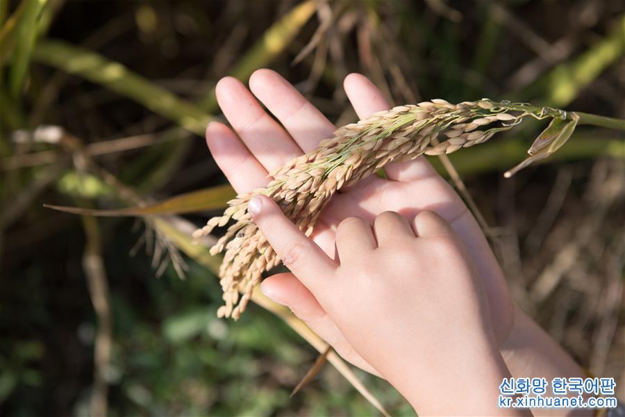 （经济）（5）浙江湖州：千亩稻田迎丰收