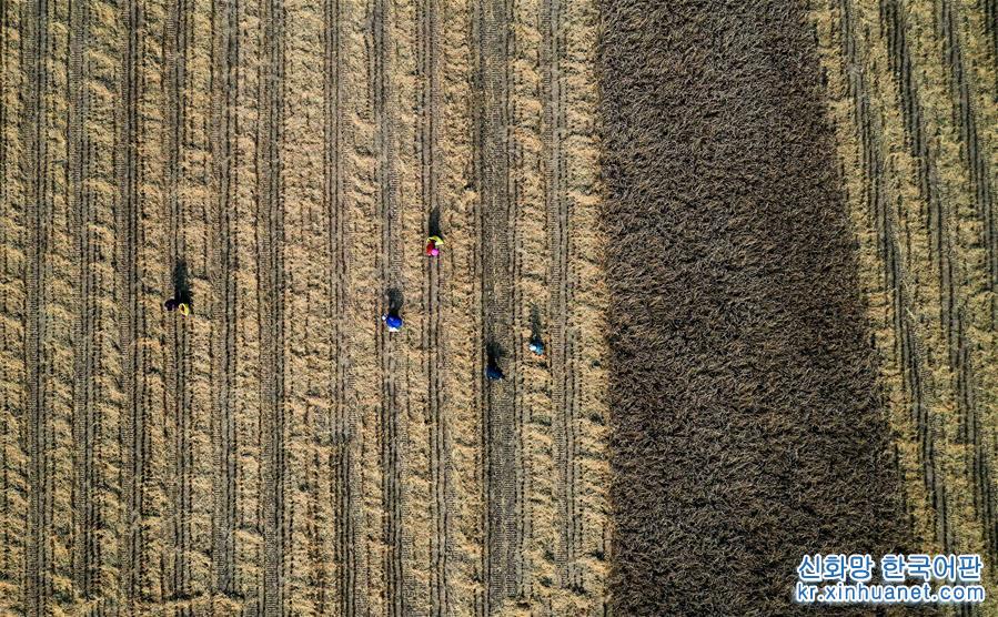 （經濟）（1）陜西延安：南泥灣水稻迎豐收