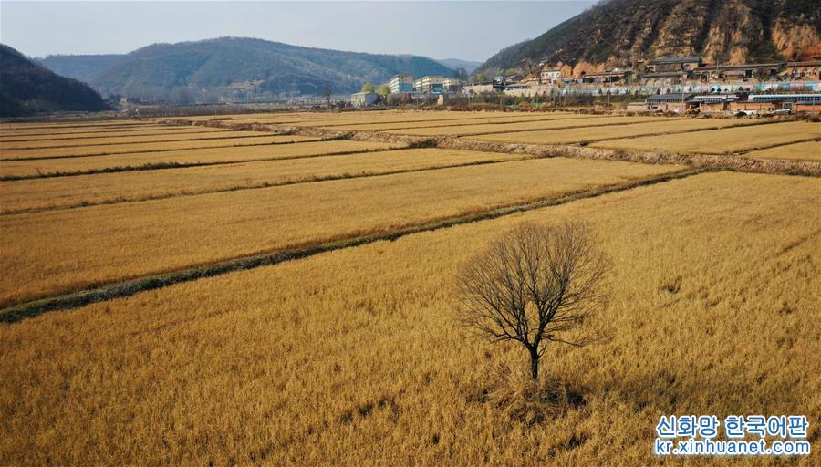 （经济）（2）陕西延安：南泥湾水稻迎丰收