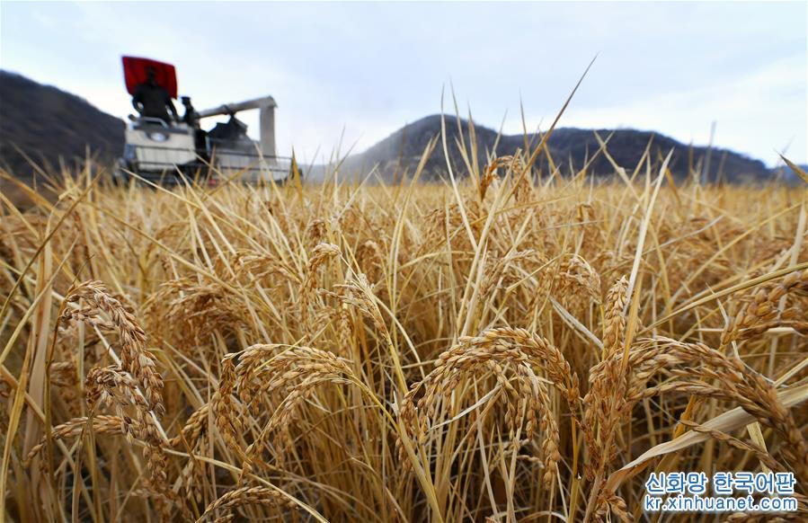 （经济）（3）陕西延安：南泥湾水稻迎丰收