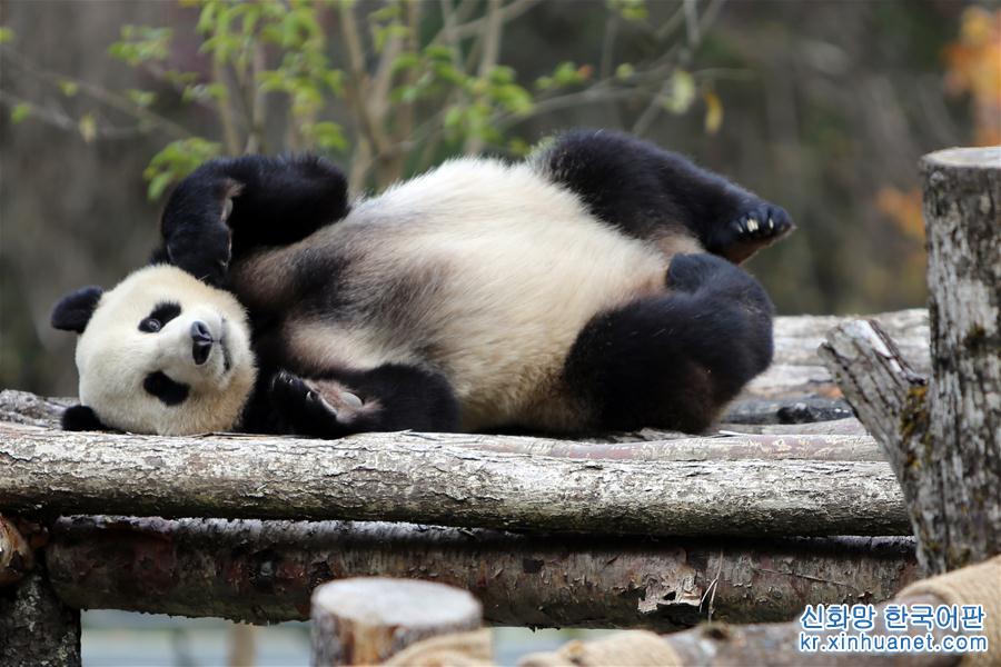（图文互动）（4）四只大熊猫亮相“童话世界”九寨沟