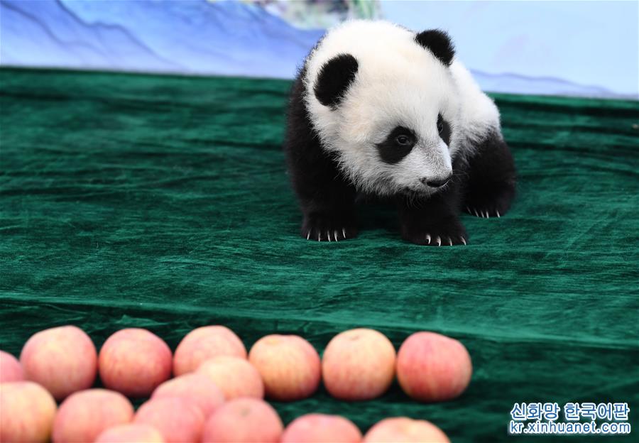（新华视界）（3）三只新生秦岭大熊猫“百日”亮相