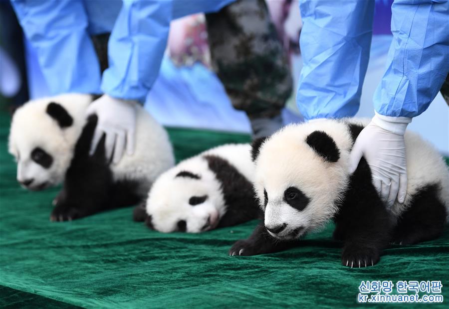 （新华视界）（1）三只新生秦岭大熊猫“百日”亮相