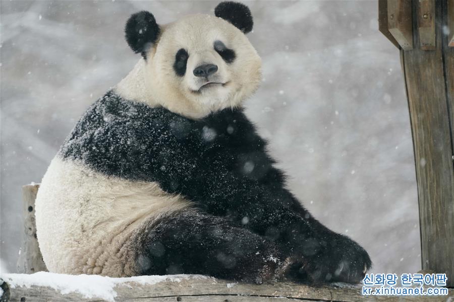 （社会）（7）大熊猫享受“雪季”