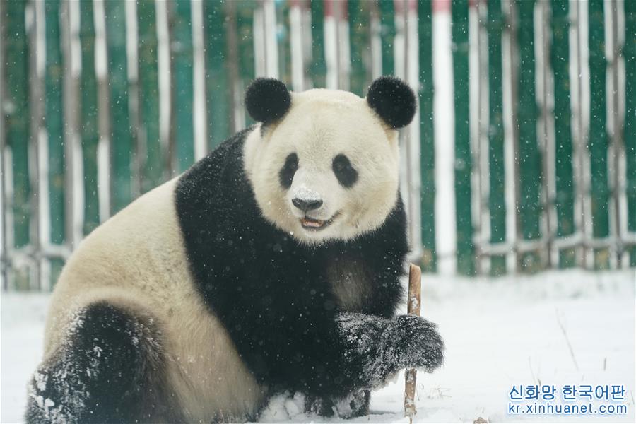 （社會）（5）大熊貓享受“雪季”