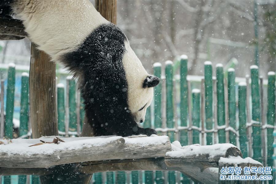 （社會）（2）大熊貓享受“雪季”