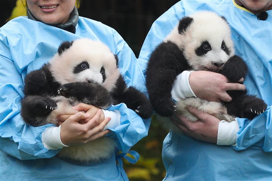 （国际）（2）比利时出生的大熊猫双胞胎取名“宝弟”“宝妹”