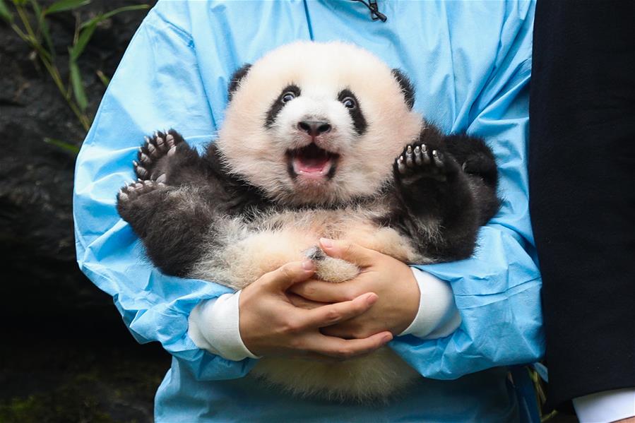 （国际）（3）比利时出生的大熊猫双胞胎取名“宝弟”“宝妹”