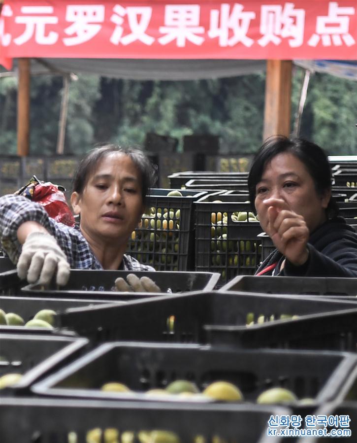 （脱贫攻坚）（8）广西永福：山乡罗汉果助力脱贫攻坚