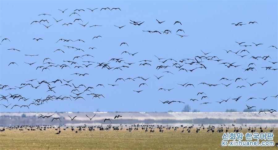 （生态）（2）大批候鸟飞抵鄱阳湖越冬