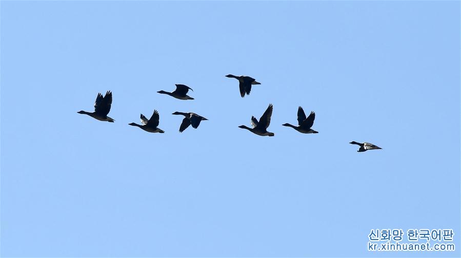 （生态）（5）大批候鸟飞抵鄱阳湖越冬