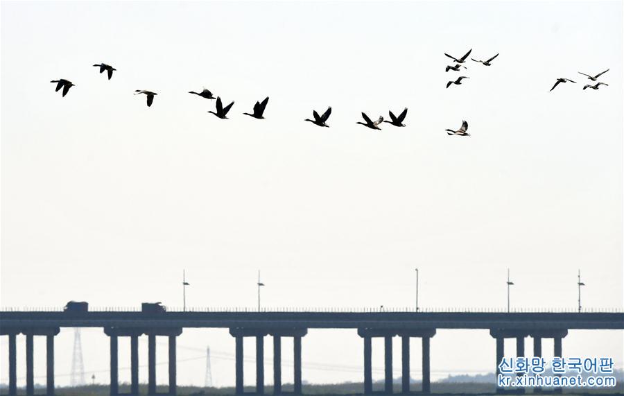 （生态）（6）大批候鸟飞抵鄱阳湖越冬