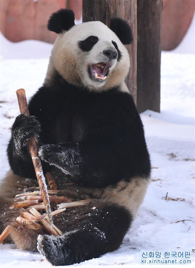 （社会）（1）大熊猫雪后“撒欢”