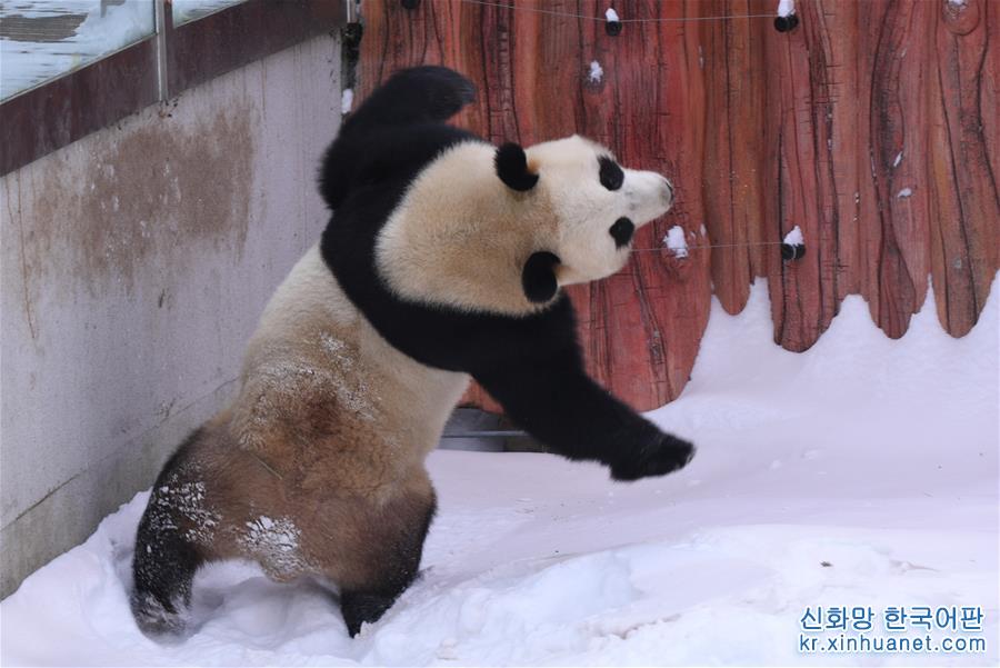 （社会）（3）大熊猫雪后“撒欢”