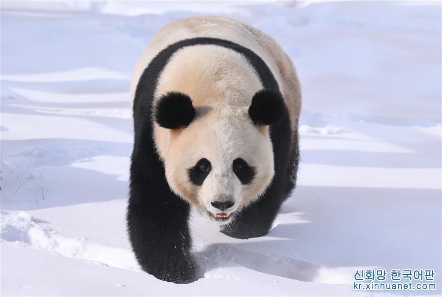 （社會）（2）大熊貓雪後“撒歡”