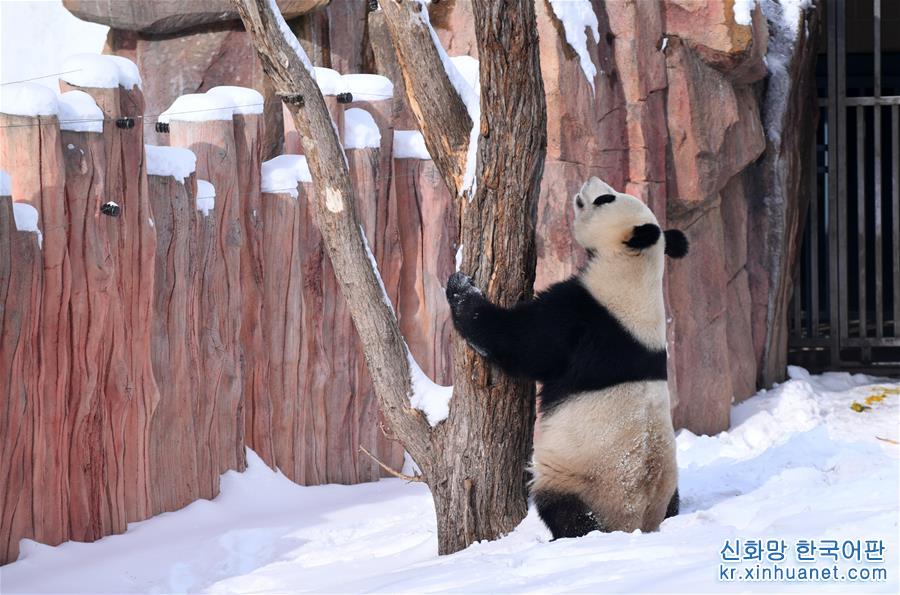 （社會）（4）大熊貓雪後“撒歡”