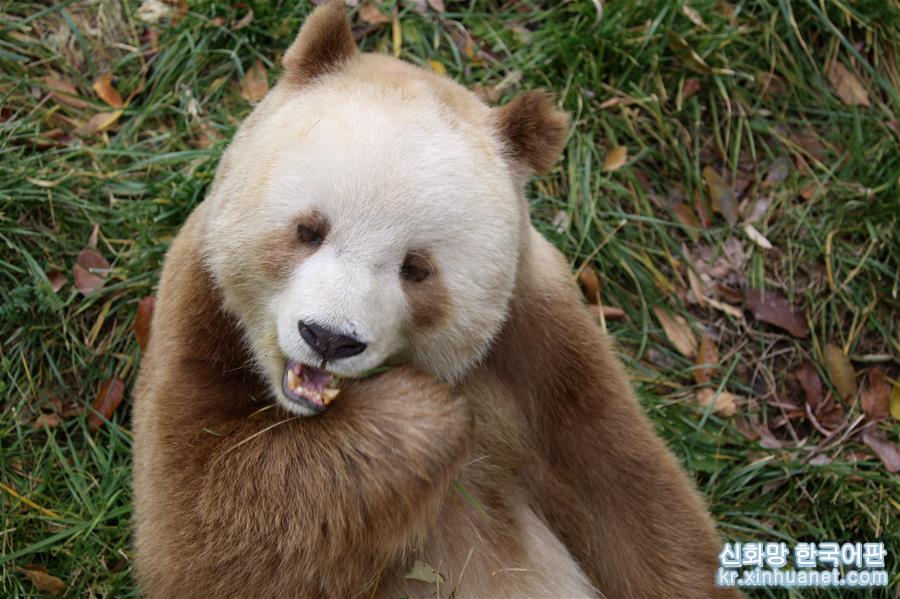 （圖文互動）（9）全球唯一圈養棕色大熊貓“七仔”被終身認養