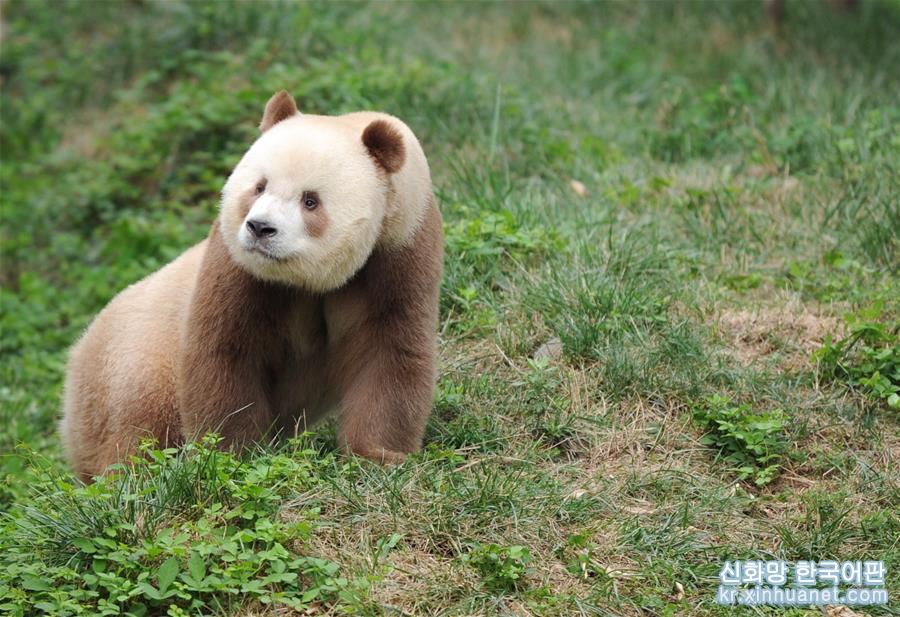 （圖文互動）（5）全球唯一圈養棕色大熊貓“七仔”被終身認養