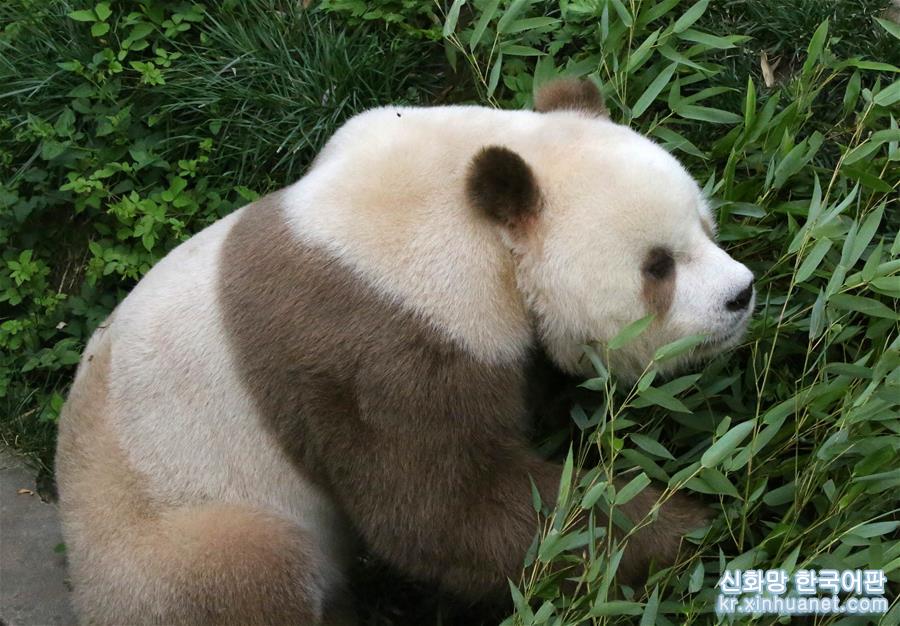 （圖文互動）（7）全球唯一圈養棕色大熊貓“七仔”被終身認養