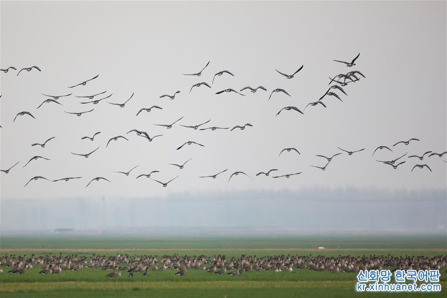 （环境）（2）黄河湿地群雁来临