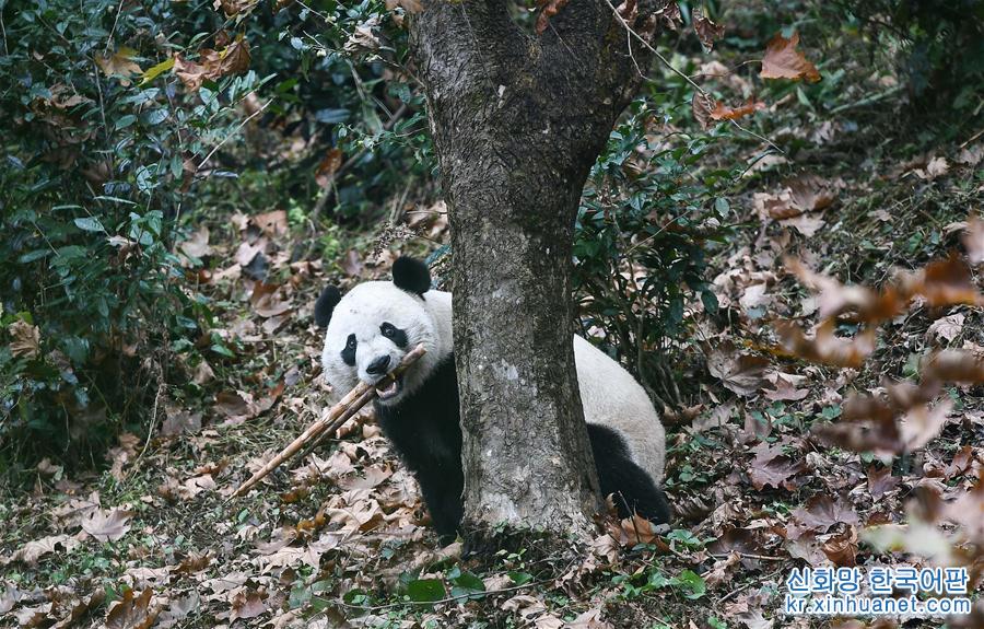 （社會）（2）旅美大熊貓“貝貝”回到四川