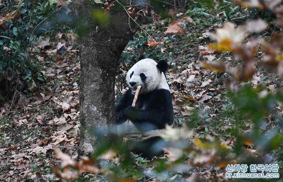 （社会）（3）旅美大熊猫“贝贝”回到四川