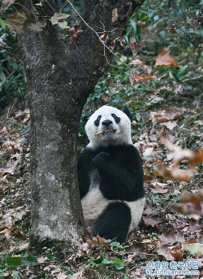 （社会）（5）旅美大熊猫“贝贝”回到四川