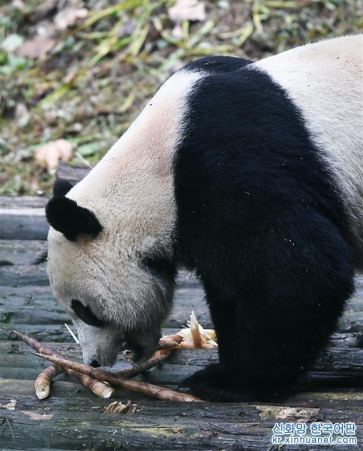 （社會）（6）旅美大熊貓“貝貝”回到四川
