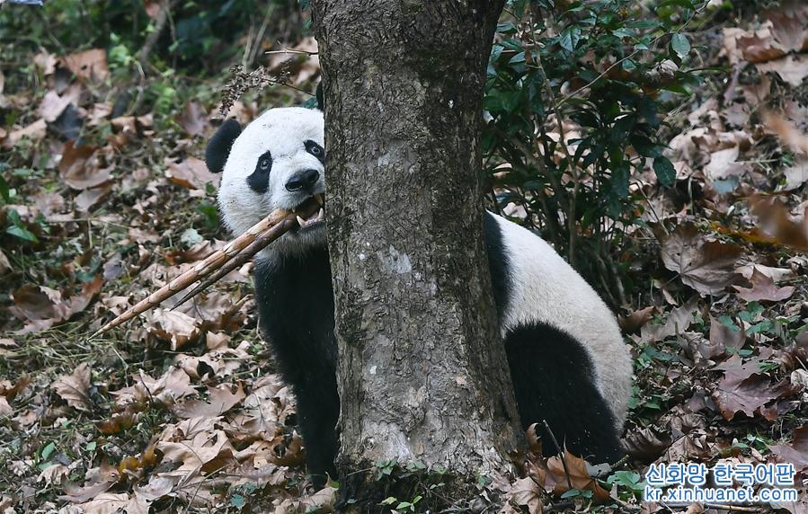（社会）（7）旅美大熊猫“贝贝”回到四川