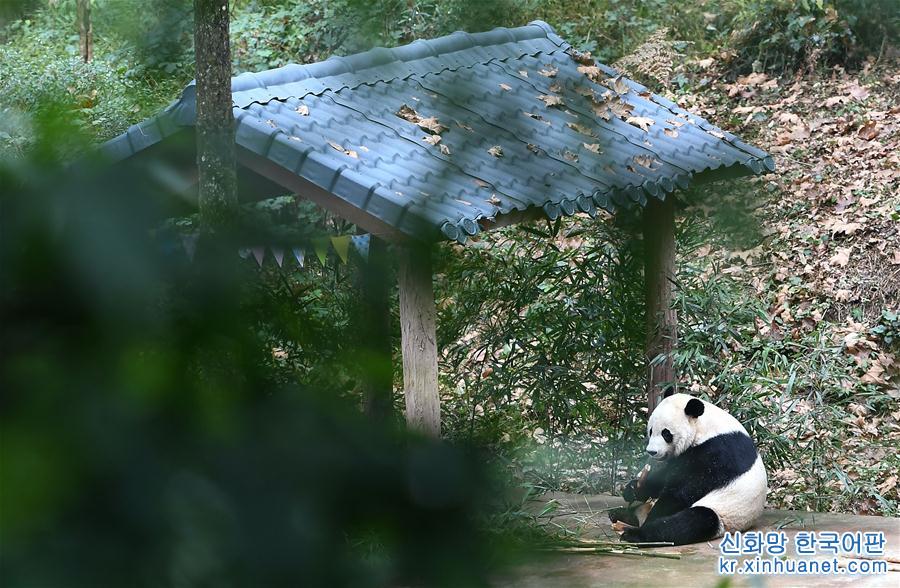 （社会）（8）旅美大熊猫“贝贝”回到四川