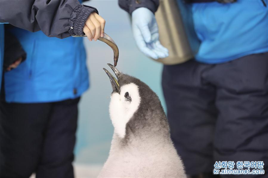 （社会）（3）广东珠海：小学生零距离接触帝企鹅