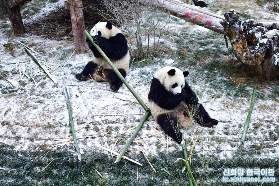 （社會）（1）雪中大熊貓