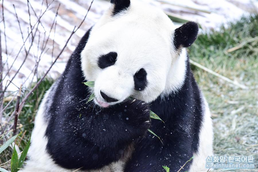 （社会）（3）雪中大熊猫