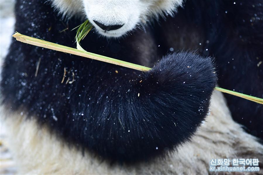 （社會）（4）雪中大熊貓