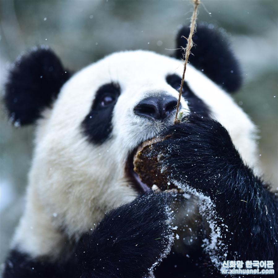 （社會）（6）雪中大熊貓