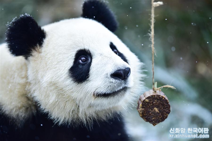 （社會）（7）雪中大熊貓