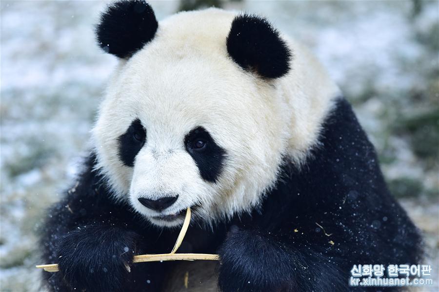 （社会）（8）雪中大熊猫
