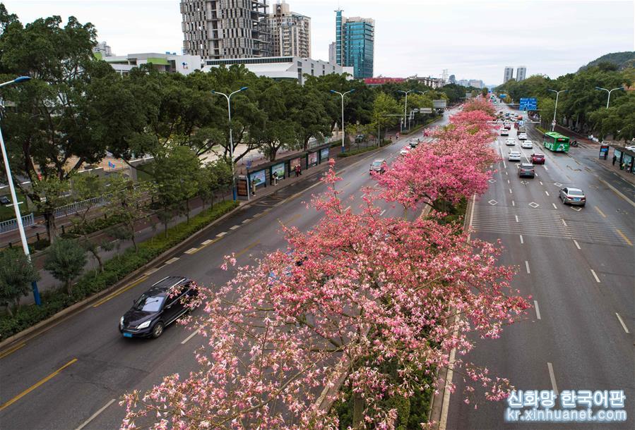 （环境）（1）广西柳州：美丽异木棉花竞相盛开