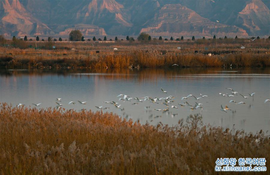 （新华视界）（3）黄河洽川湿地成为鸟儿乐园