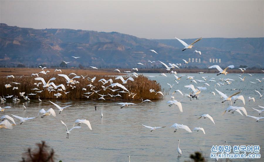 （新华视界）（5）黄河洽川湿地成为鸟儿乐园