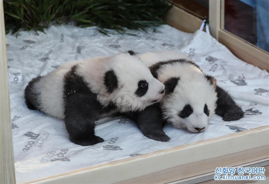 （國際）（1）在德出生大熊貓雙胞胎命名為“夢想”“夢圓”