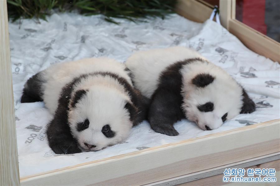 （国际）（2）在德出生大熊猫双胞胎命名为“梦想”“梦圆”