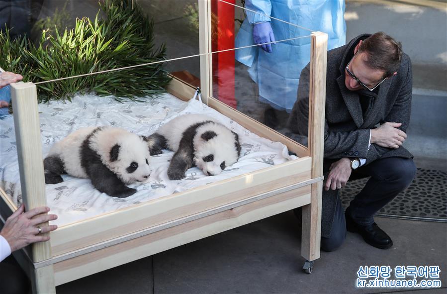 （國際）（3）在德出生大熊貓雙胞胎命名為“夢想”“夢圓”