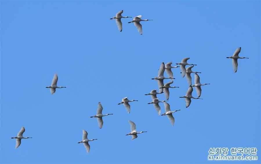 （环境）（6）海南：候鸟湿地享暖冬