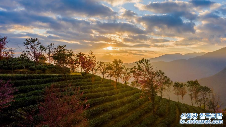 （美丽中国）（2）无量山樱花谷：茶园泛绿 樱花似霞